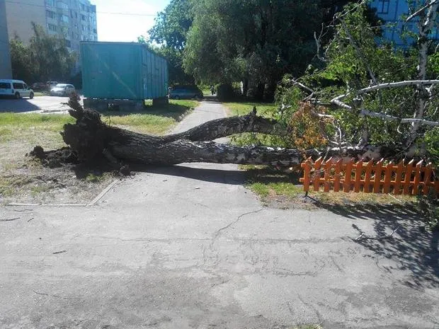 У Черкасах вчорашня негода вирвала дерево з корінням (Фото) — фото 2