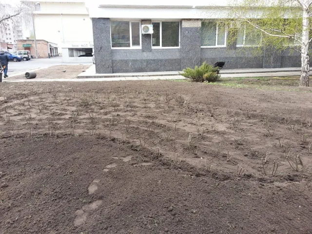 Антивандальна проволока не врятувала троянди від злодюжок (фото) — фото 1