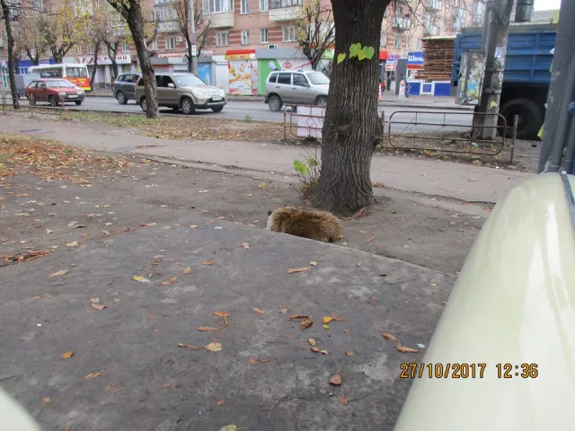 Черкаський Хатіко: собака слідкує за вуличним рухом і примушує водіїв їхати на зелений — фото 1