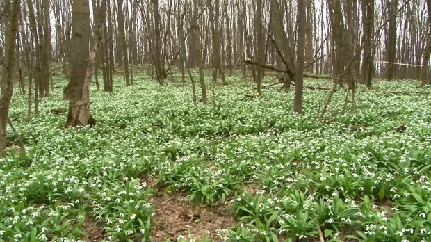 Купи підсніжники в Черкасах і отримай штраф в 1700 грн. — фото 1