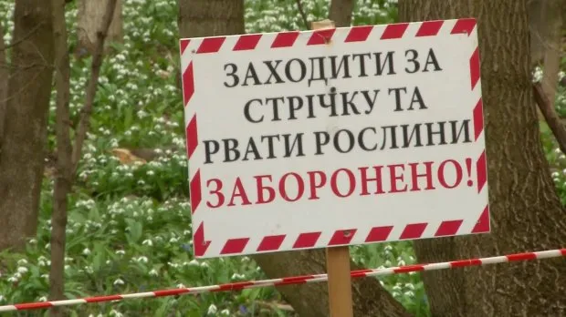 Купи підсніжники в Черкасах і отримай штраф в 1700 грн. — фото 2